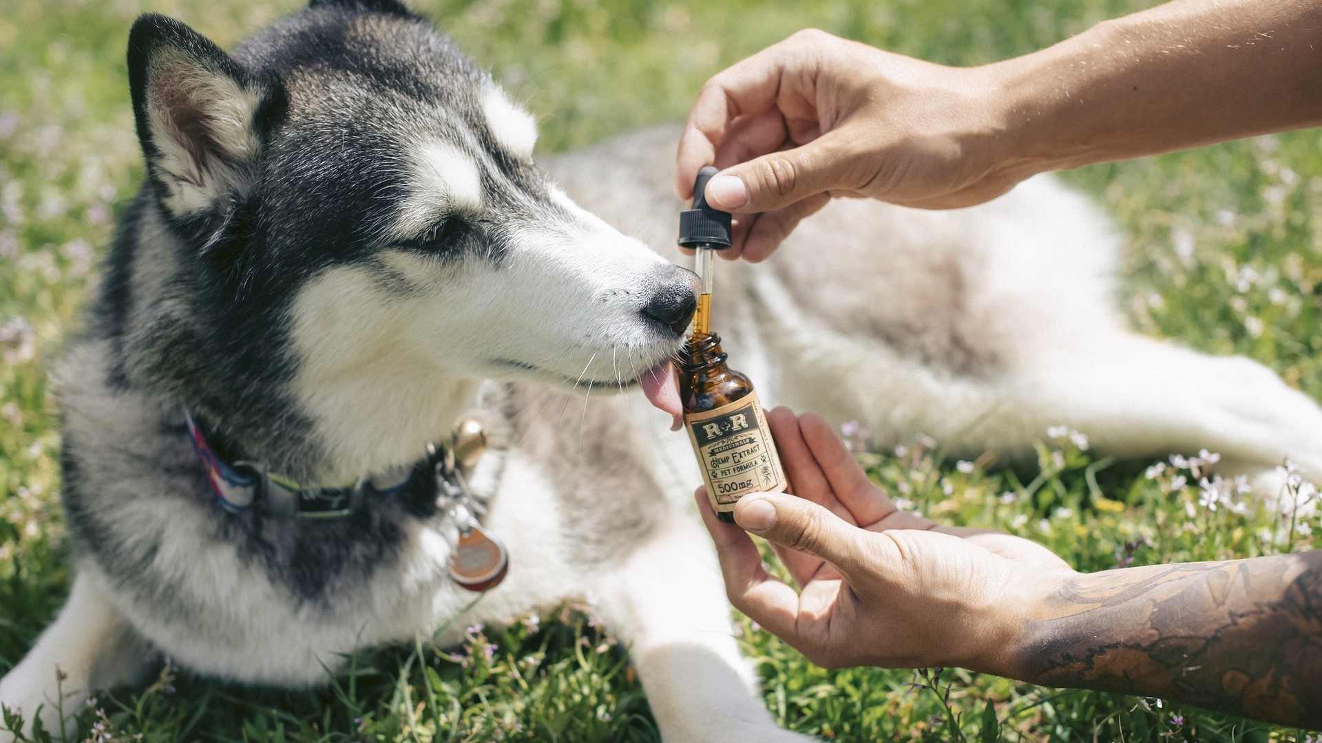 What Are The Best CBD Oil for Dogs to Reduce Anxiety?